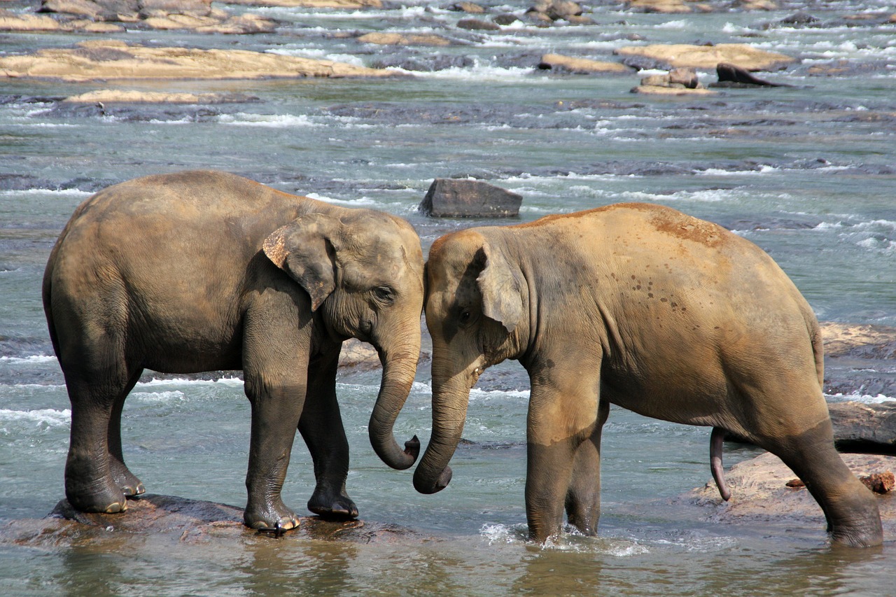 elephants, animals, water-471480.jpg